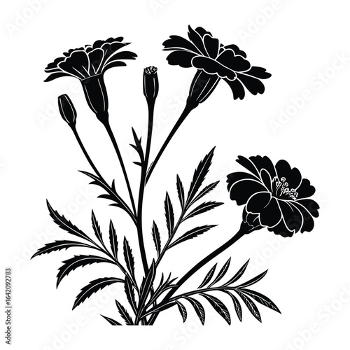 Black and white silhouette of marigold flowers and leaves botanical