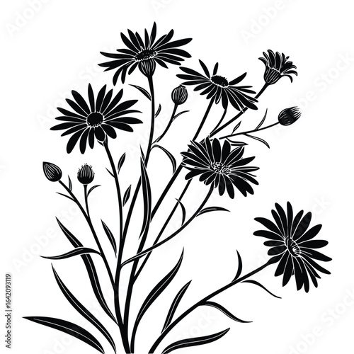Black silhouette of aster flowers and buds on white background black and white nature