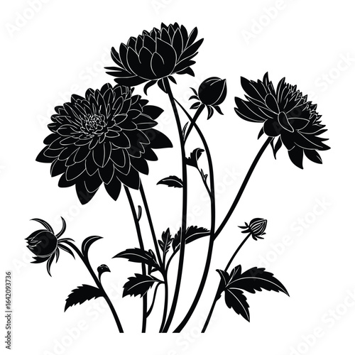 Black silhouette of dahlia flowers and buds on white background black and white floral