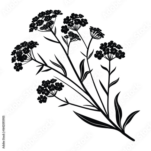 Black silhouette of Gypsophila paniculata flowers and leaves on white baby's breath