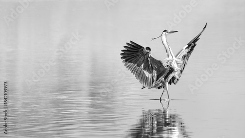 Tableau sur toile Great Heron Landing in Water (Ardea Cinerea)