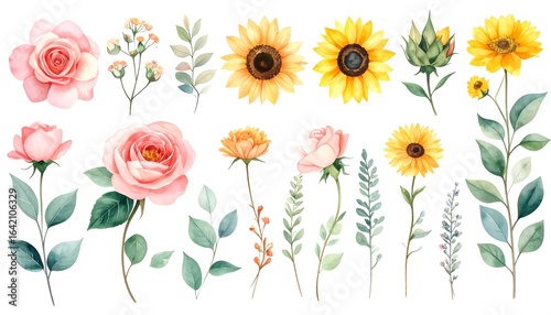Floral illustrations collection