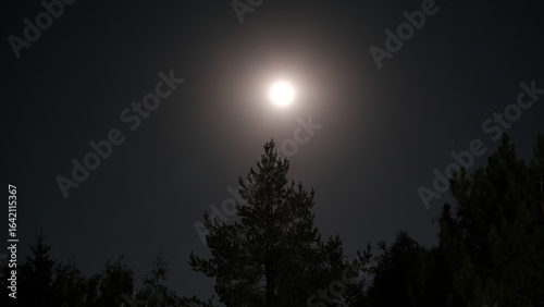 Bright full moon glowing above a tall pine tree in a dense forest at night. The dark sky and radiant moon create a mystical, eerie, and magical nighttime atmosphere.