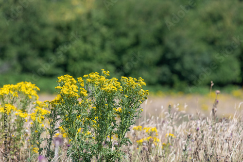 Close up of common ragwort (jacobaea vulgaris) flowers in bloom