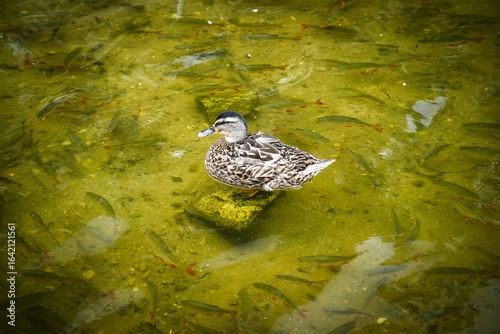 A duck on a stone with fish swimming around.