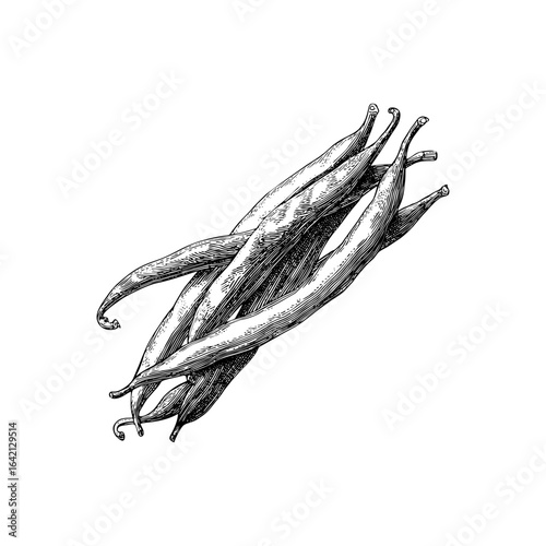 Engraving style illustration of green beans in black and white on transparent background – Vegetable vector for organic food packaging, cookbook layouts, and educational farm charts