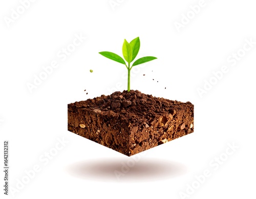 Sprout from soil cube