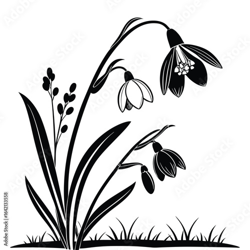 Black and white silhouette of snowdrop flowers with grass nature