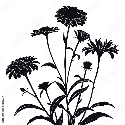 Fotografi Black silhouette of blooming zinnia flowers and leaves on white background black