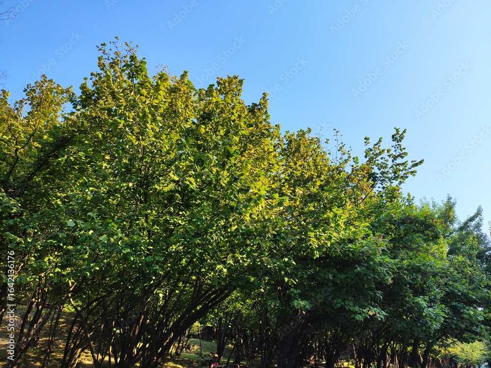 Fototapeta premium Beautiful forest photos