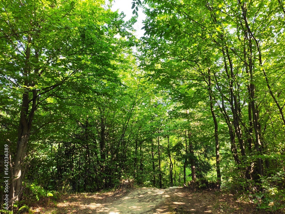 Obraz premium Beautiful forest photos