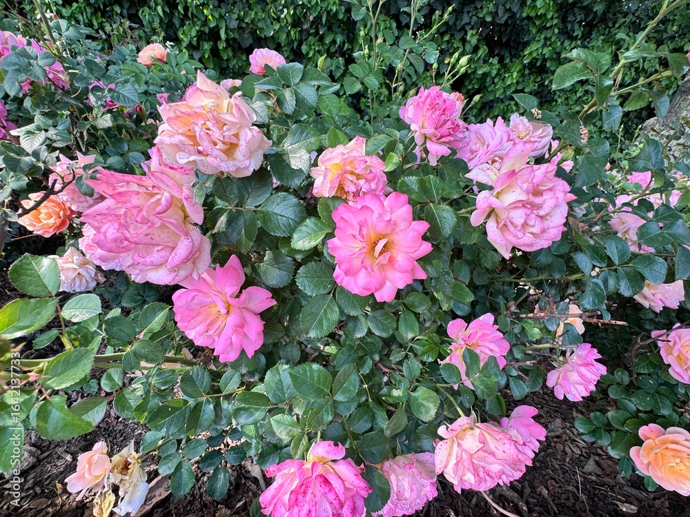 Fototapeta premium Cluster of Rosa floribunda roses in shades of pink, peach, and apricot, blooming abundantly in a vibrant garden landscape under summer sunlight.