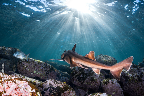 Port Jackson shark swimming over rocky seabed in clear coastal waters at Shelly Beach, Sydney, Australia.