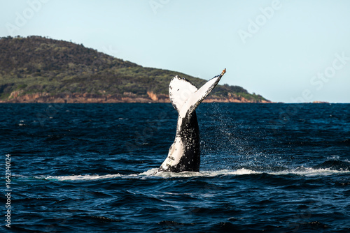 Humpback whale lifting its tail above the water near Cabbage Tree Island in Port Stephens, New South Wales, Australia.