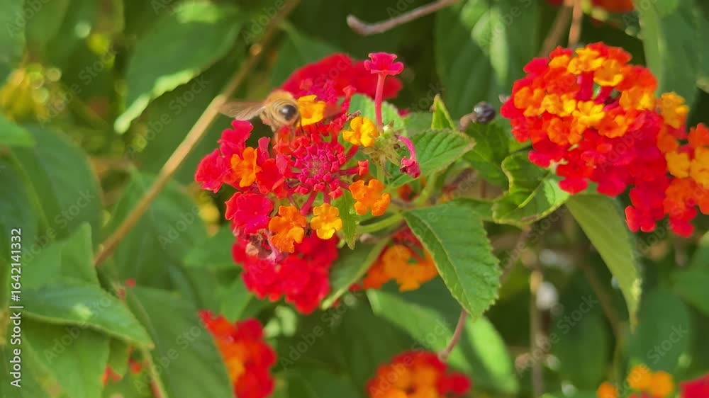 Honeybee on bright red and orange lantana flowers collecting nectar in sunny garden Honeybee on bright red and orange lantana flowers collecting nectar in sunny garden
