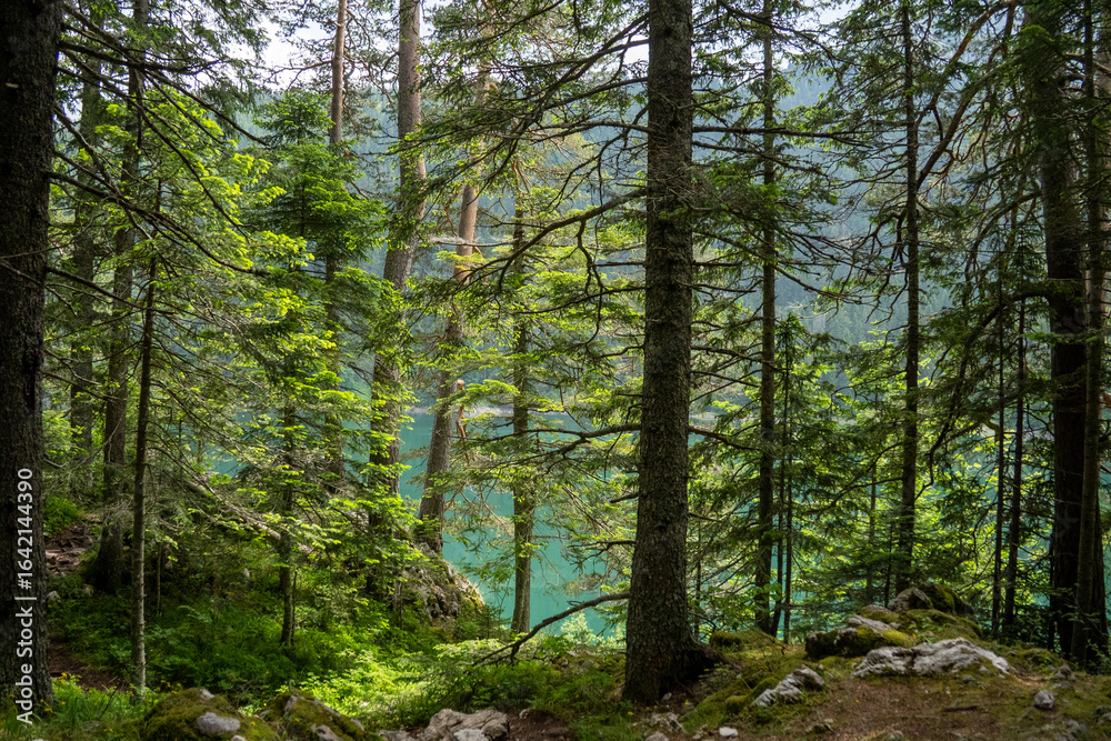 Obraz premium Black Lake through trees in Durmitor National Park, in Zabljak, Montenegro