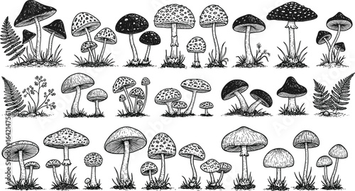 PrintBotanical mushroom illustration set, black and white vintage drawing, forest fungi and plants, nature sketch, hand-drawn mycology art, detailed vector elements