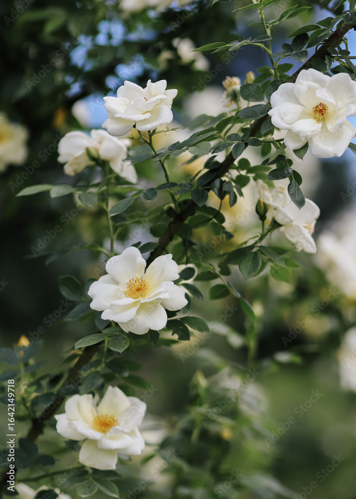 Cluster of blooming wild white roses in garden light Cluster of blooming wild white roses in garden light