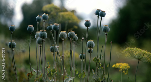 Photography Ripe poppy pods. Opium poppy. Dry poppy pods.
