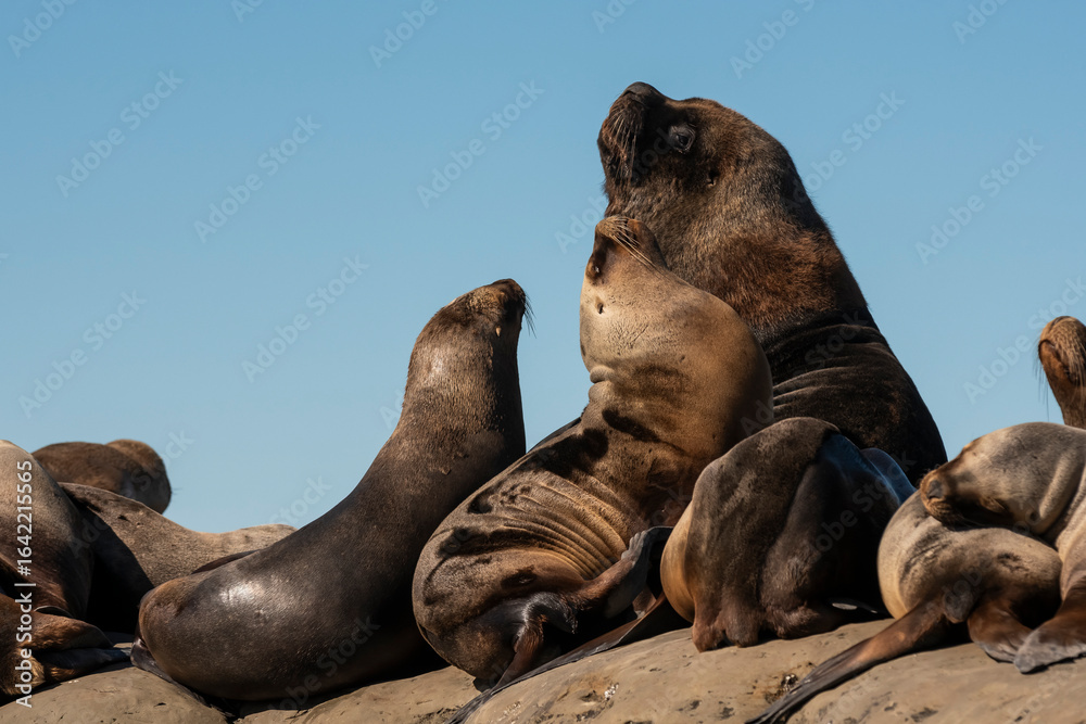 Fototapeta premium Male and females Sea Lion , in Peninsula Valdes ,Chubut,Patagonia, Argentina.