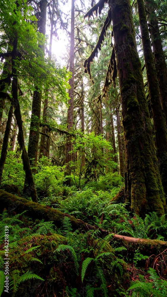Fototapeta premium Dense forest sunlight trees foliage