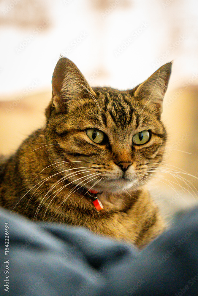 Obraz premium GATO RAJADO DE COLEIRA LARANJA 