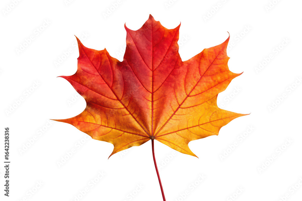 Autumn maple leaf isolated on transparent background Autumn maple leaf isolated on transparent background