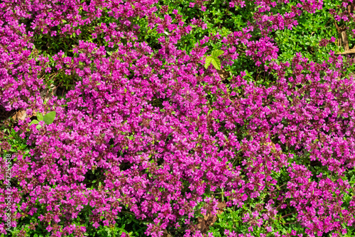 Roter Sand-Thymian (Coccineus)