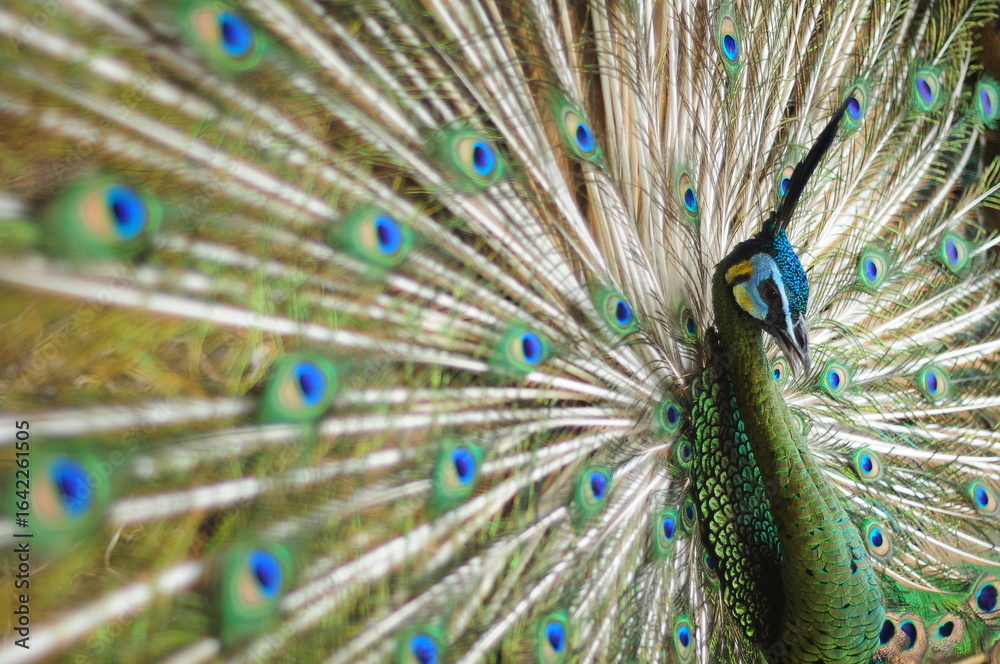 Obraz premium peacock with feathers