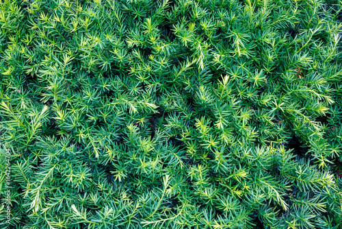 Fototapeta Naklejka Na Ścianę i Meble -  Coastal juniper Juniperus conferta in a summer park. Evergreen juniper carpet. Wallpaper with a plant theme.