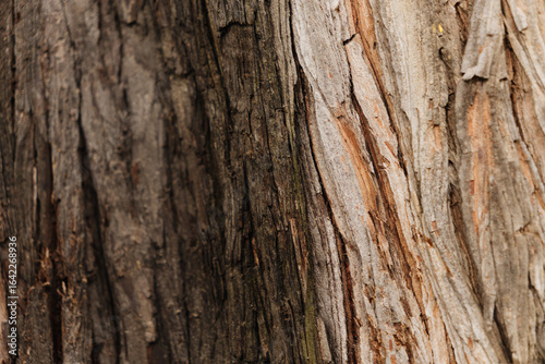 Wallpaper Mural Texture of the bark of a tree. Torontodigital.ca