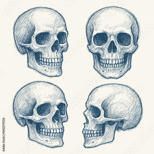 Blue sketch hand-drawn style skulls collection on white background


