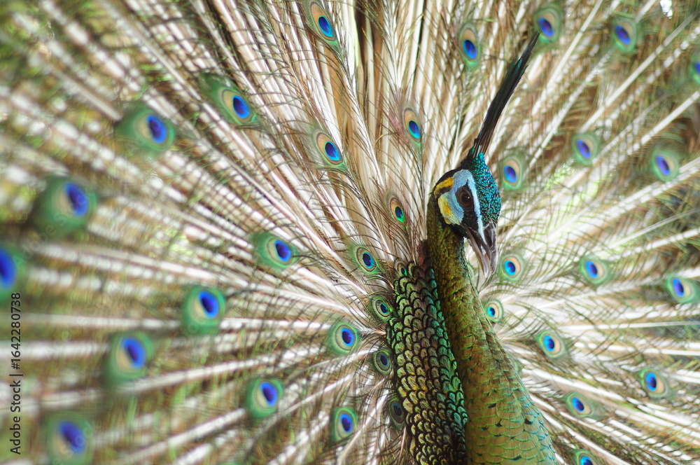 Obraz premium peacock with feathers