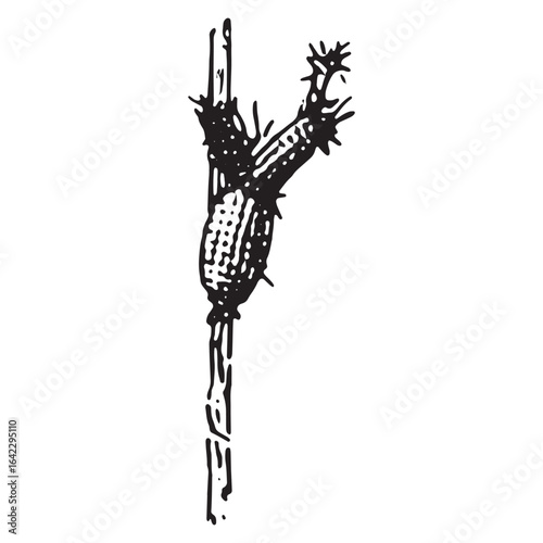 Hand-drawn sketch of dried corn hanging upside down in rustic farm style