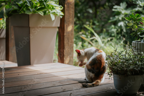 Domestic cat washing itself on the terrace of a country cottage