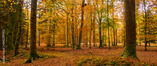 Golden trees in the New Forest in autumn