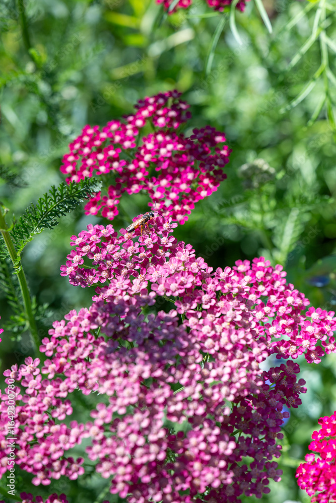Obraz premium Close up of Yarrow Plant Flowers on Sunny Day