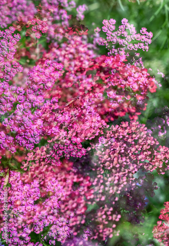 Abstract Multiple Exposure of Yarrow Plant Flowers on Sunny Day