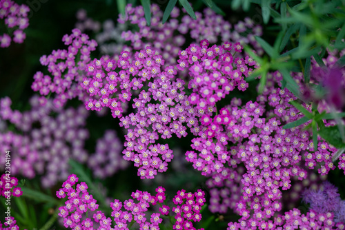 Close up of Flower Field with Yarrow Flowers in Various Shades