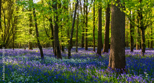 Sunlight shines through trees in bluebell woods stock photo