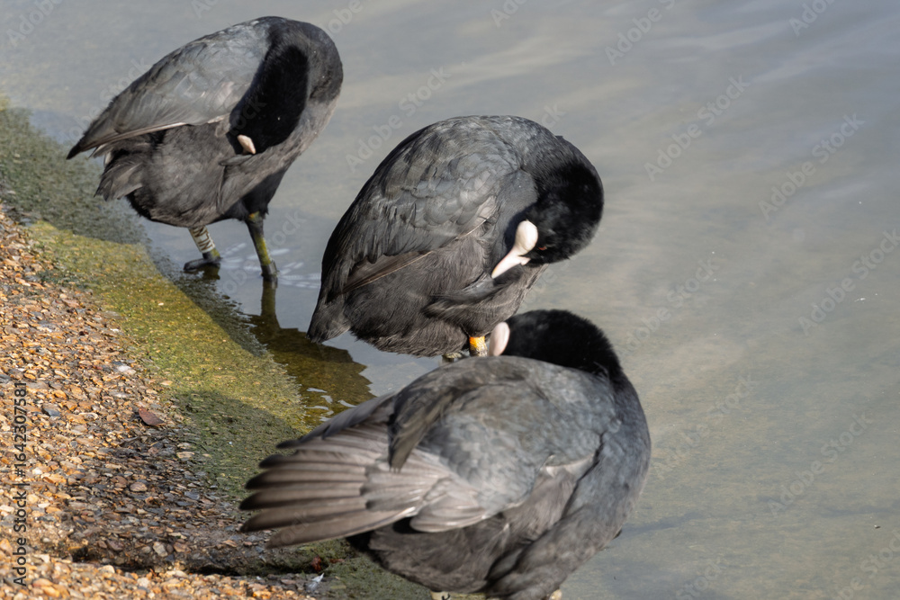 Fototapeta premium Three black birds are drinking water from a pond