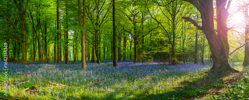 Sunlight shines through trees in bluebell woods stock photo