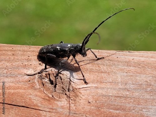 Tableau sur toile Pine sawyer beetle