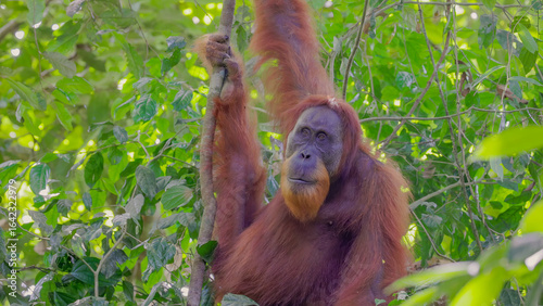 a close up of a male orangutan hanging from a vine in the rainforest of gunung leuser national park on sumatra, indonesia