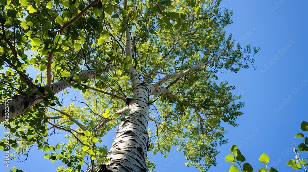 Fototapeta premium Towering Poplar Trees: Fast-Growing Species with Slender Trunks, Fluttering Leaves, and Iconic Silhouettes, Thriving in Forests, Riverbanks, and Urban Landscapes, Capturing Natural Elegance for Arbori