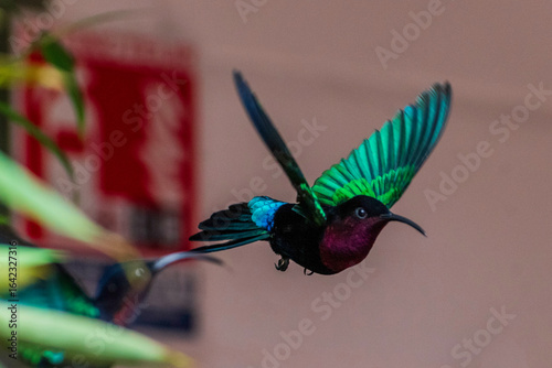 Hummingbird in the Jardins de la Balata in Fort-De-France, Martinique