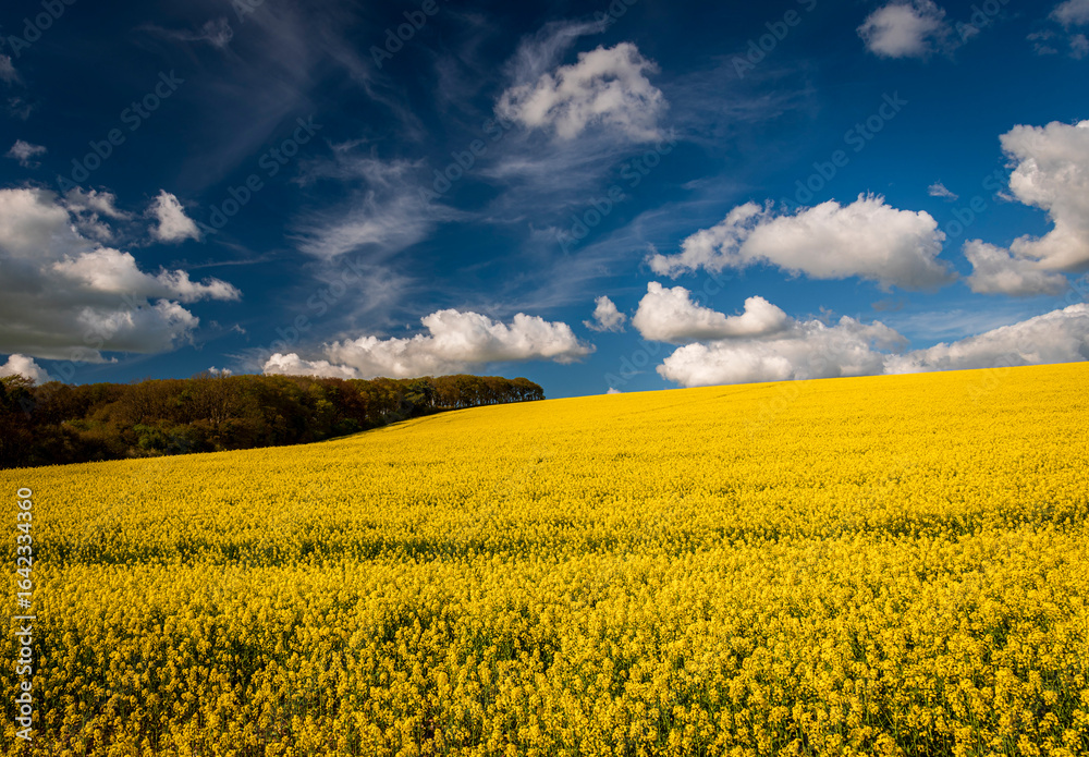 Obraz premium Golden field of flowering rapeseed