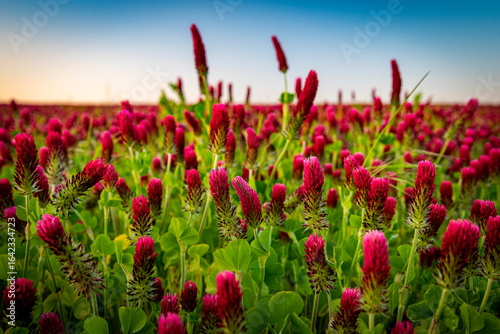 Trifolium incarnatum, crimson clover. Field of flowering clovers in spring rural landscape