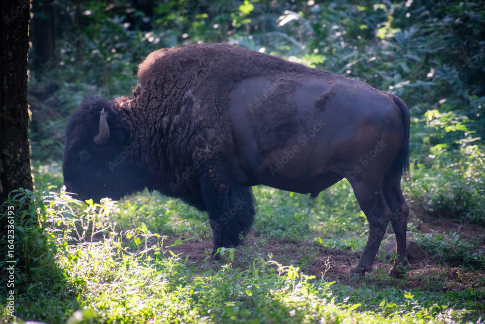 Fototapeta premium An European bison grazing in a sanctuary park