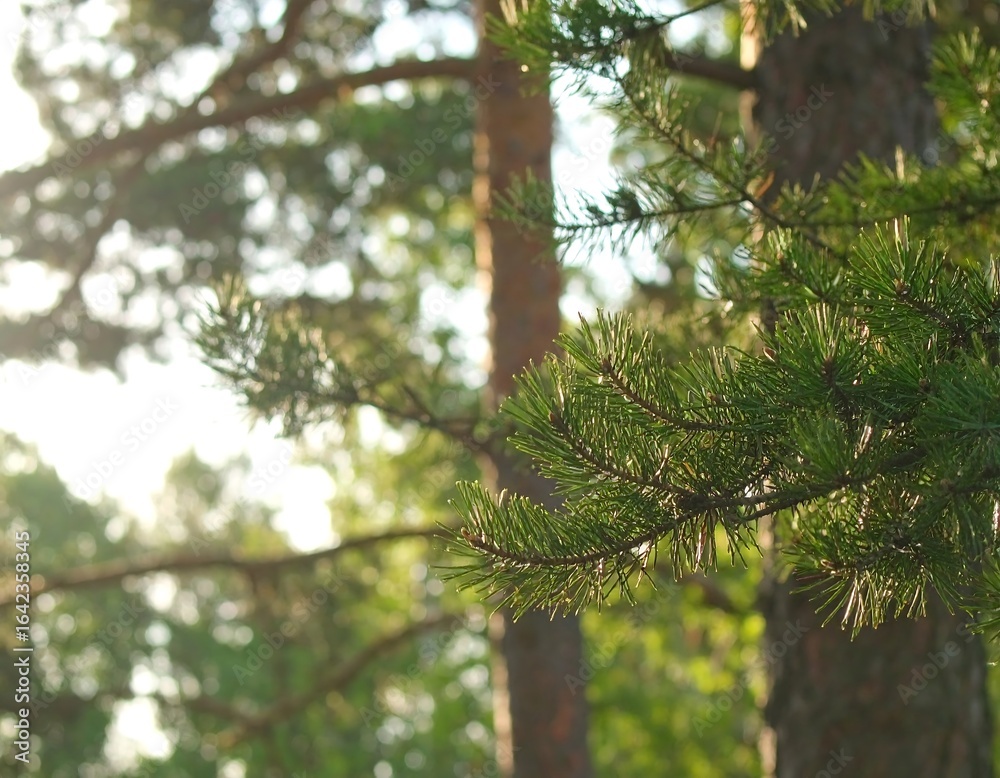 Obraz premium Pine branches in sunlight